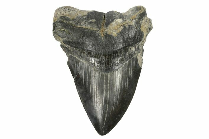 Bargain, Fossil Megalodon Tooth - South Carolina #170332